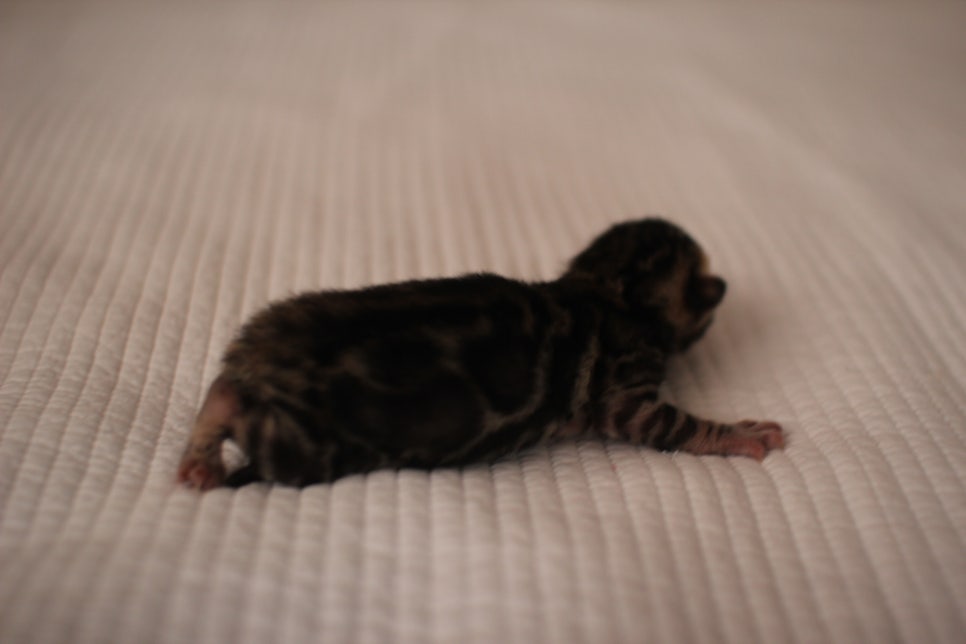 amazing bengal boy 관련 이미지 4