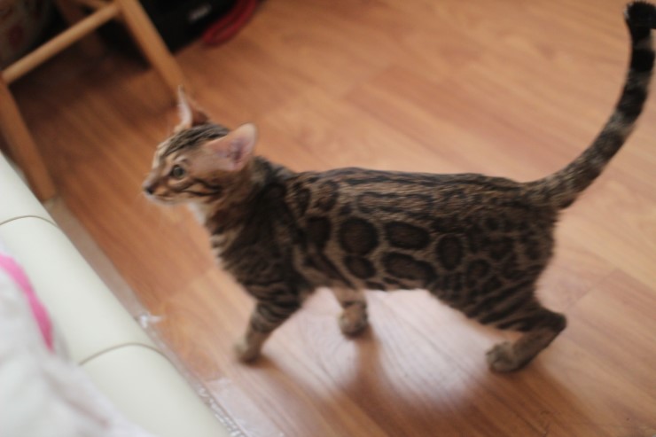 뱅갈고양이 남아 golden rain 입니다~ 관련 이미지 5