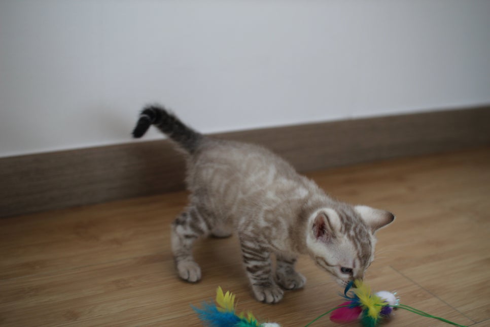 실밍크 뱅갈고양이 키퍼 남아 완전 말썽꾸러기 관련 이미지 3