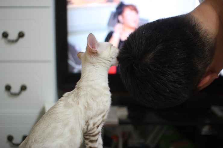 스노우뱅갈고양이 초아가 그루밍 해줘요 ㅎㅎㅎ 관련 이미지 5