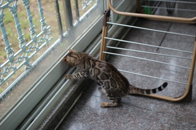 Soyu Lien 관련 이미지 6