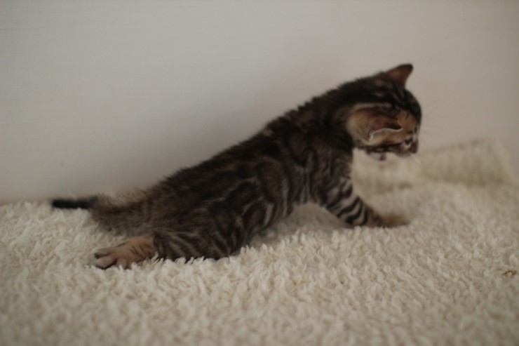 뱅갈고양이 꼬맹이 남아 ~~ 관련 이미지 3