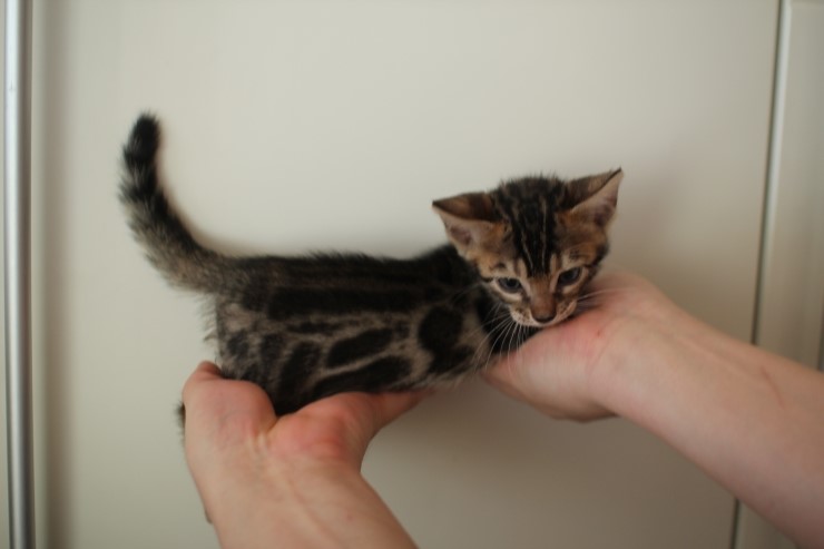 뱅갈고양이 분양 완전히 빠졌네 빠졌어~ 관련 이미지 26