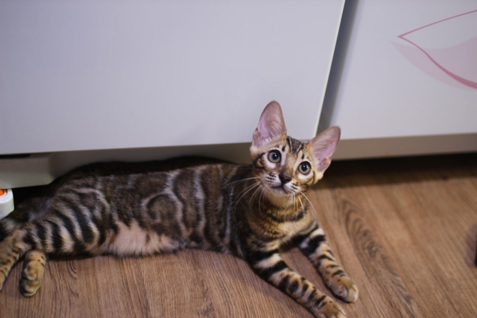 뱅갈고양이 분양중인 아이들 입니다~ 관련 이미지 11