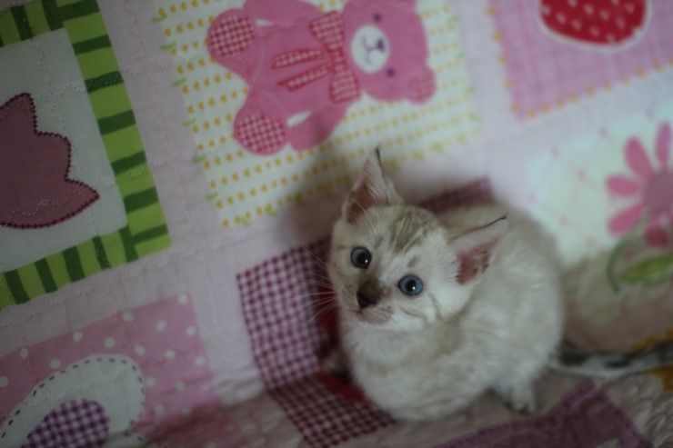 스노우뱅갈고양이 깜찍이 여아 동영상 올려요 관련 이미지 1