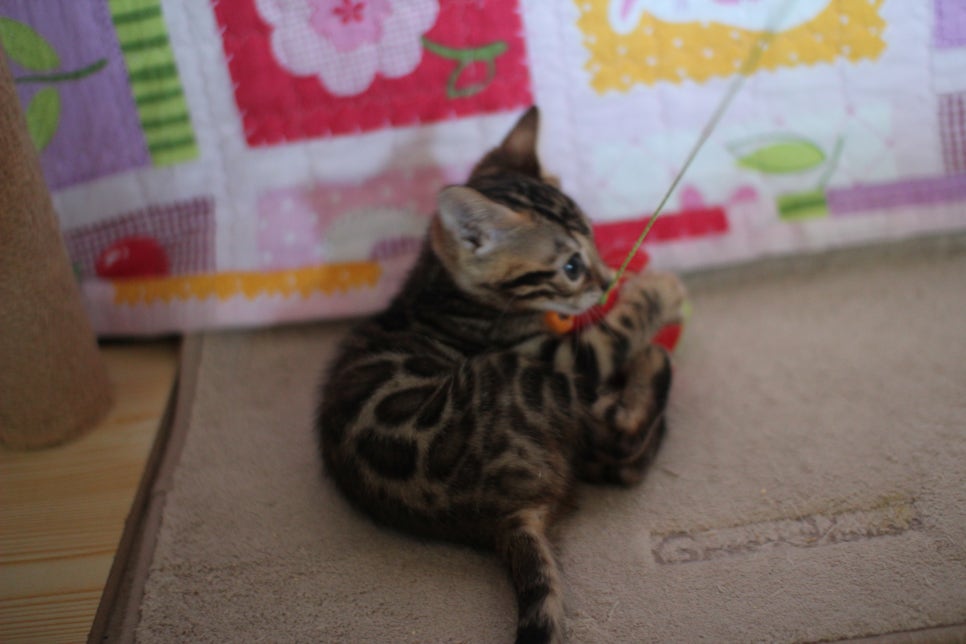 뱅갈고양이분양 매혹적인 파란눈 스노우 아이들. 관련 이미지 17