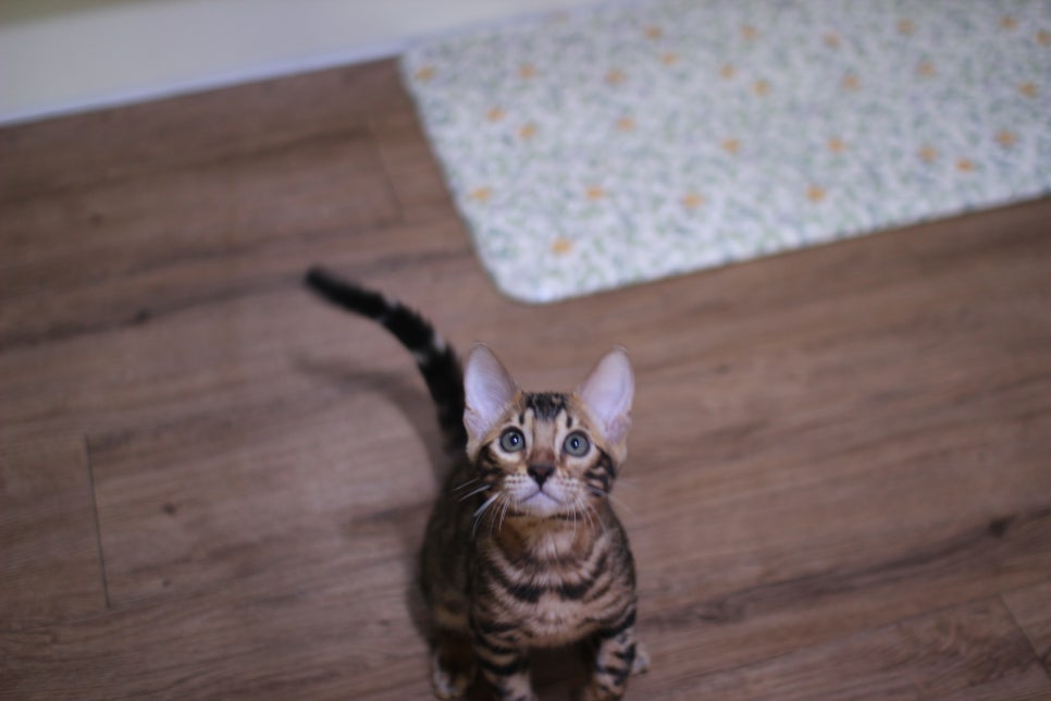 브라운 뱅갈고양이 개냥이 중에 개냥이 남아들 분양해요~ 관련 이미지 1