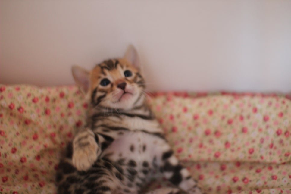 뱅갈고양이 꼬맹이들 나왔어요~ 관련 이미지 9