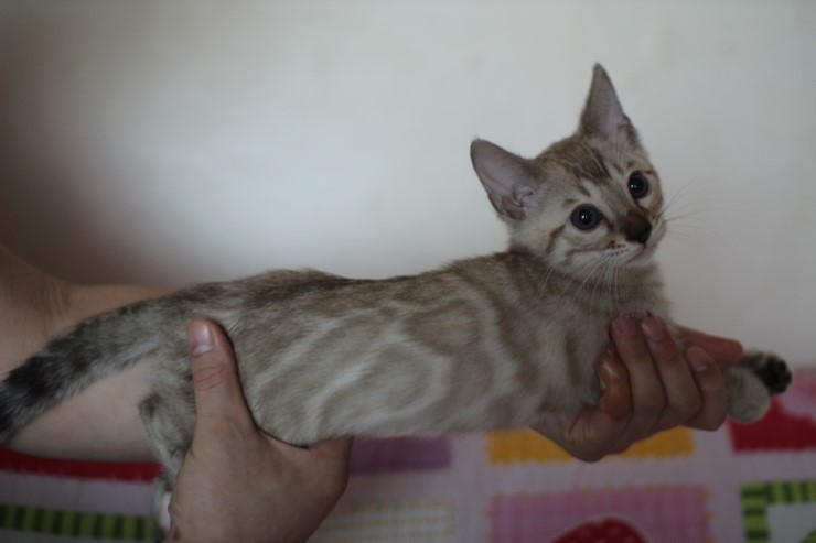 실밍크 뱅갈고양이 남아 분양합니다~ 관련 이미지 7