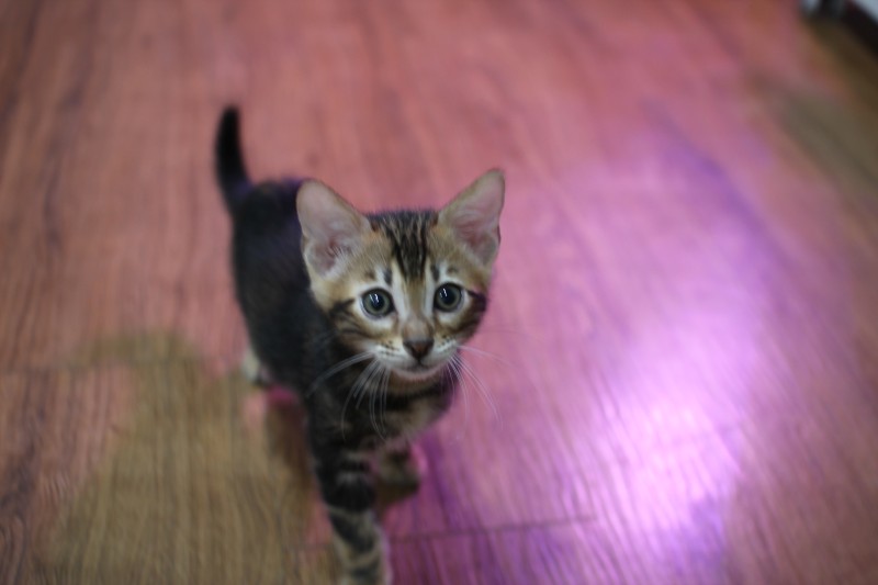 마블 뱅갈고양이 남아 분양해요~ 관련 이미지 5