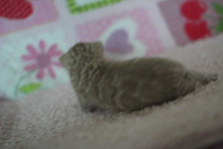 실밍크뱅갈고양이 곰돌이 남아예요 관련 이미지 9