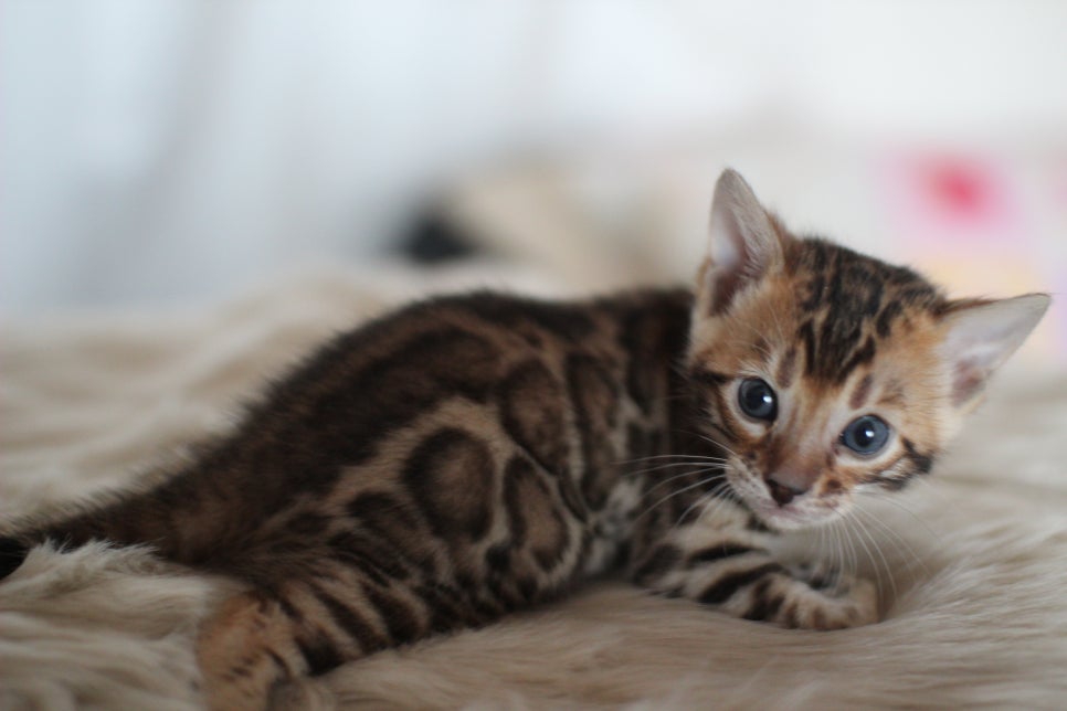 뱅갈고양이분양 멋진 빅로젯 아이들~ 관련 이미지 2