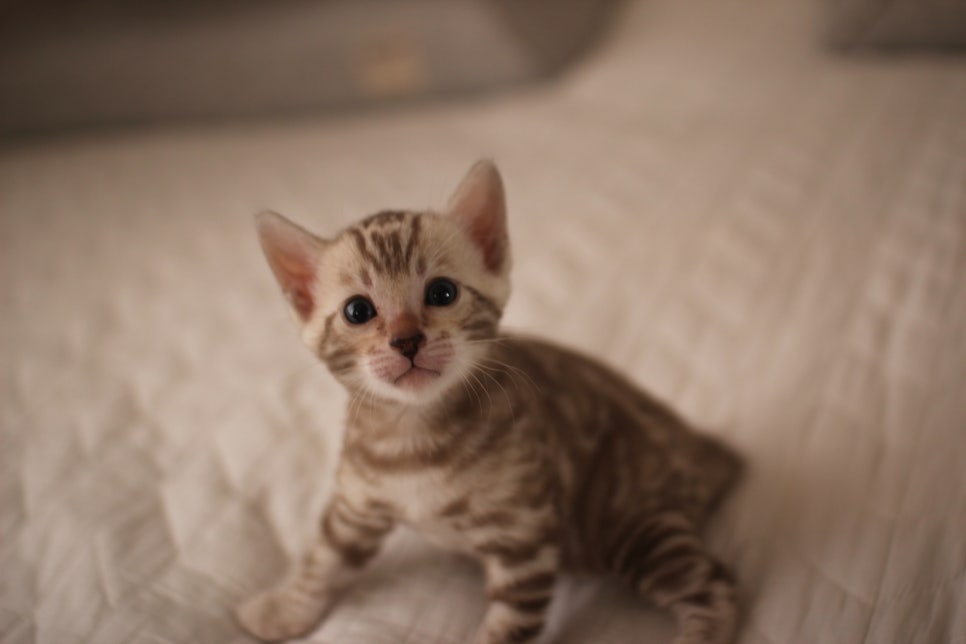 멋진 빅로젯 실밍크뱅갈고양이 남아 분양해요~ 관련 이미지 2