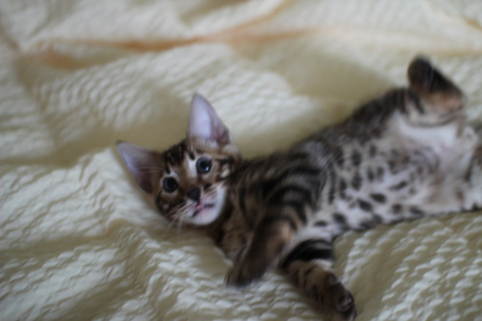 뱅갈고양이 막둥이 분양해요~ 관련 이미지 6