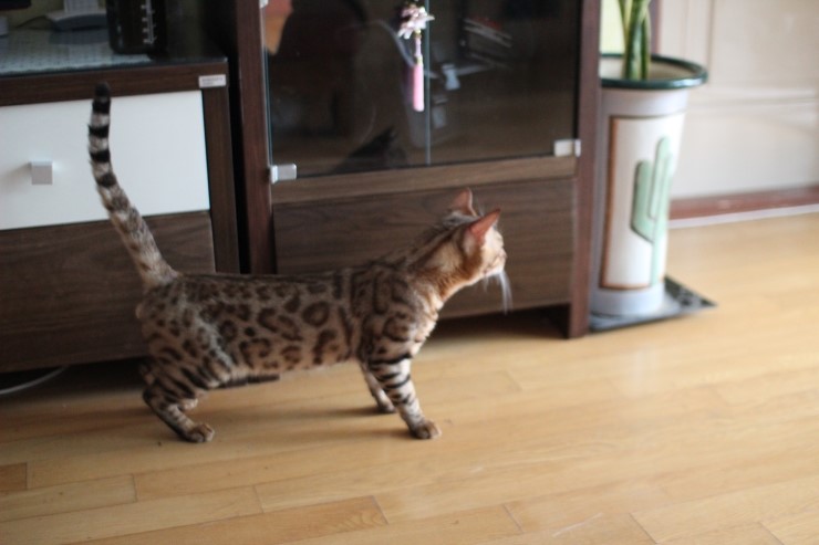 우리집 미남 레이~ 관련 이미지 6