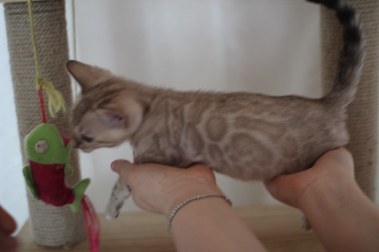 실밍크 뱅갈고양이 분양 남아 두아이 소개 합니다 관련 이미지 13