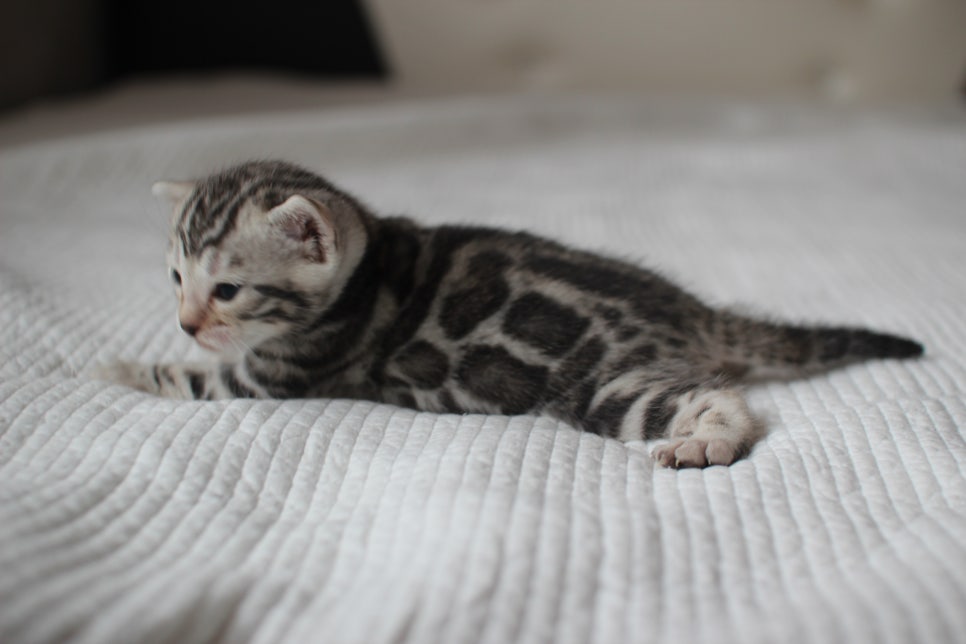 뱅갈고양이분양 고민하지 마세요! 관련 이미지 17