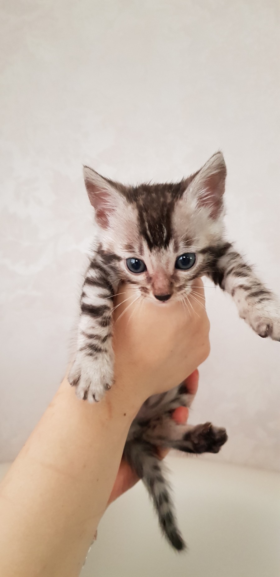 빅로젯 실버뱅갈고양이 꼬맹이 남아 입니다~ 관련 이미지 2