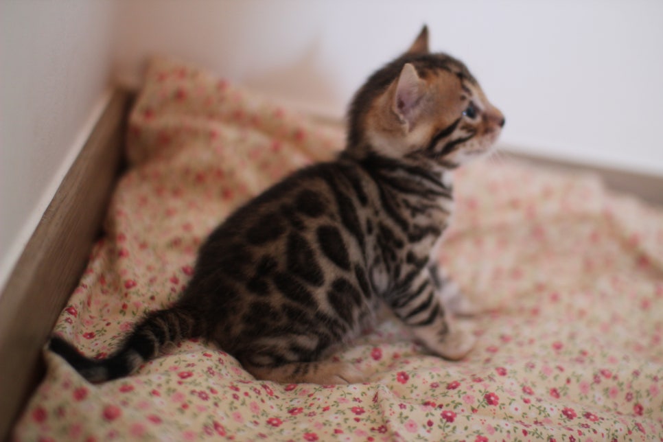 뱅갈고양이 꼬맹이들 나왔어요~ 관련 이미지 13