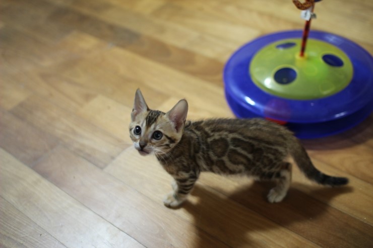 실버 뱅갈고양이,브라운 뱅갈고양이,실링스뱅갈고양이 꼬맹이들 많이 컸어요. 관련 이미지 5
