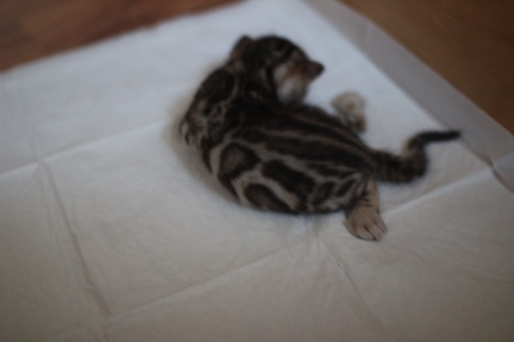 뱅갈고양이 4형제 꼬맹이들~ 관련 이미지 3