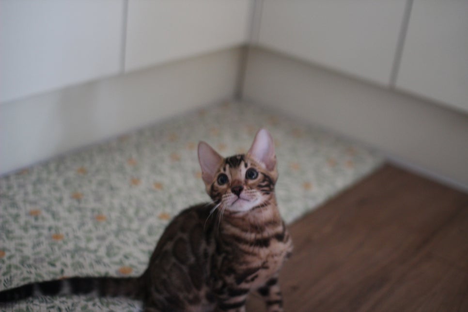 뱅갈고양이 강아지들 등장이요~~ 관련 이미지 4