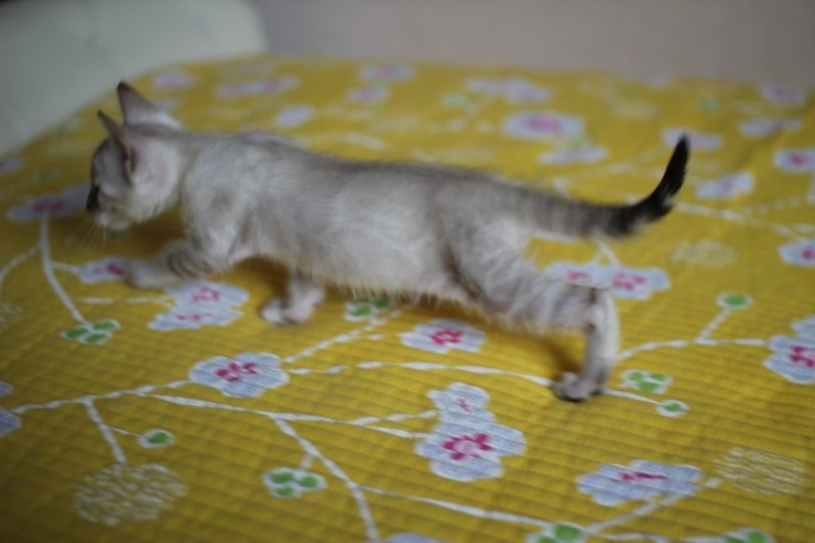 실링스 뱅갈고양이 막둥이예요~ 관련 이미지 3