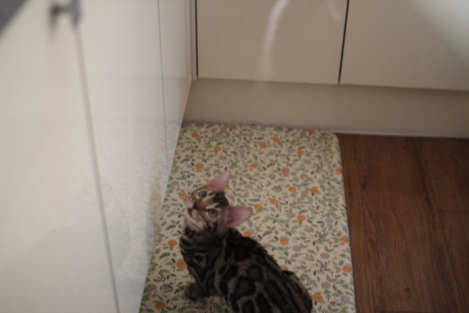 사람을 너무나 좋아하는 강아지 같은 뱅갈고양이 남아 분양해요^^ 관련 이미지 1