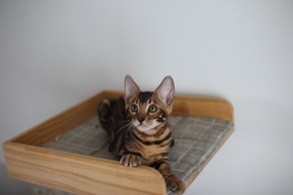 개냥이 중에 개냥이 뱅갈고양이 남아1 분양해요~ 관련 이미지 3