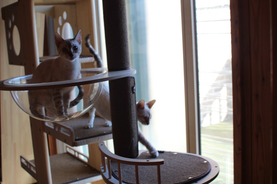 2층에 있는 뱅갈고양이 흰둥이들~ 관련 이미지 2