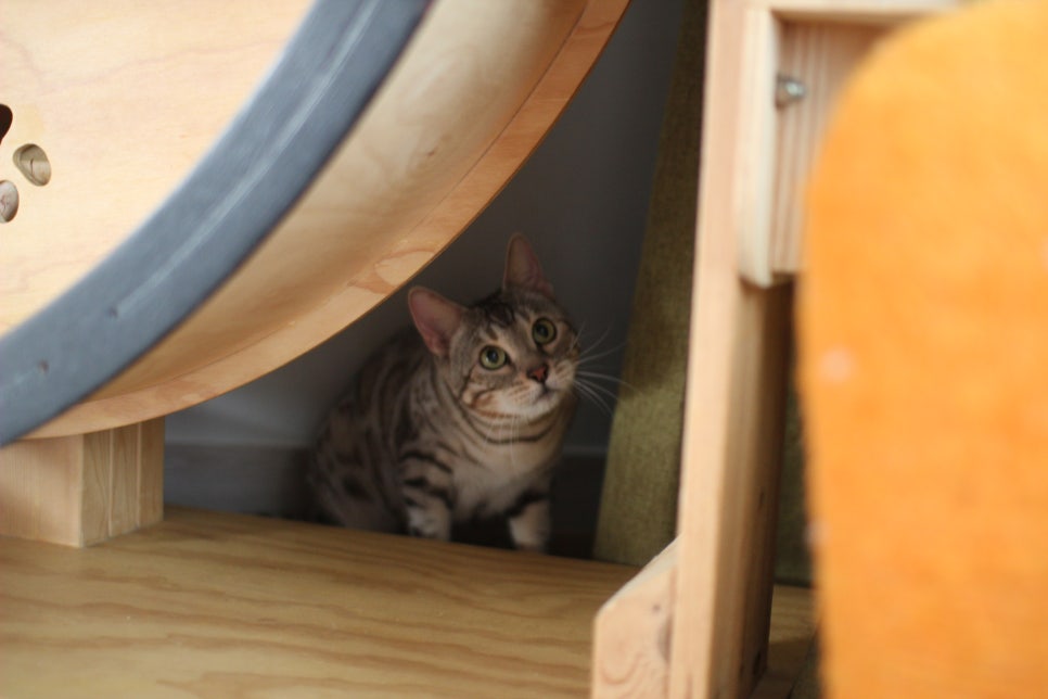 실버뱅갈고양이 분양중인 여아 오늘 모습 입니다~ 관련 이미지 2