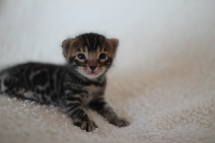 뱅갈고양이 분양 어쩜 이리도 화려할수 있을까 관련 이미지 11