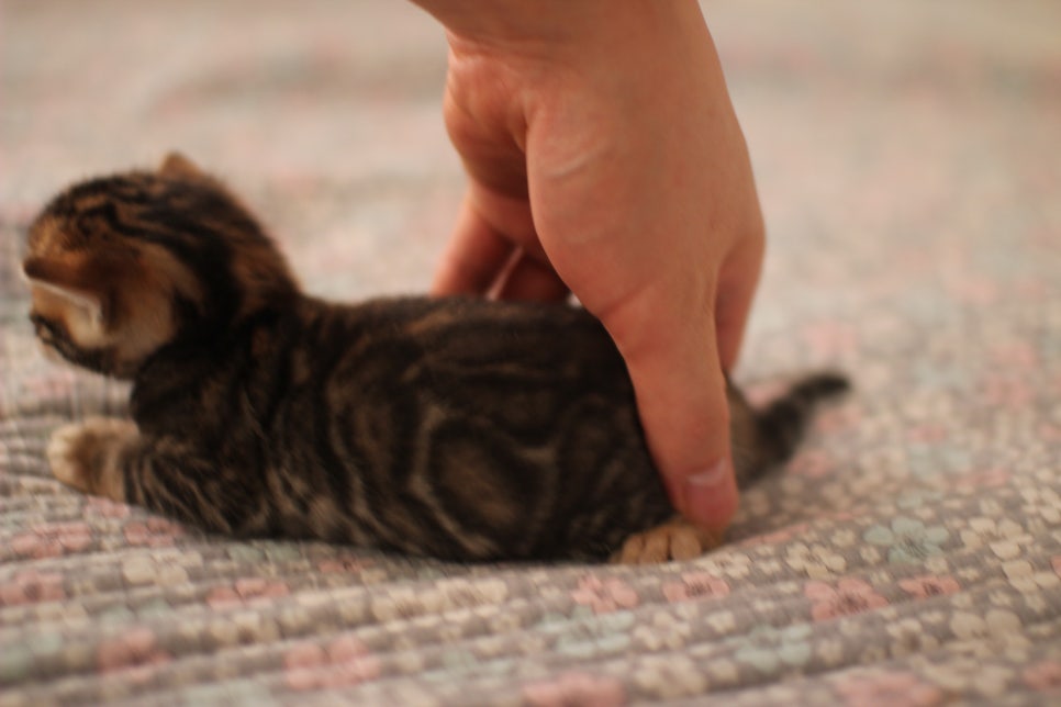 어메이징 브라운 뱅갈고양이 형제예요~ 관련 이미지 8