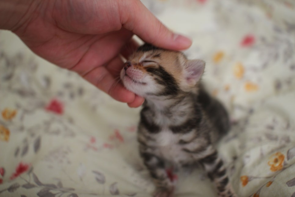 아가 뱅갈고양이 벌써부터 개냥이에 모습이~ 관련 이미지 6