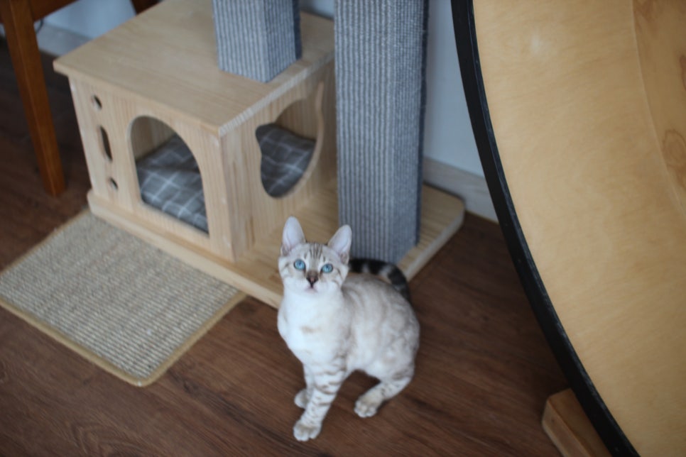 개냥이 스노우뱅갈고양이 남아 분양해요~ 관련 이미지 1