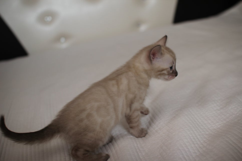 스노우,브라운 뱅갈고양이 꼬맹이들 분양 합니다~ 관련 이미지 29