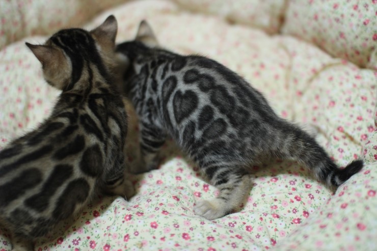 뱅갈고양이 분양 꼬맹이 자매예요~ 관련 이미지 5