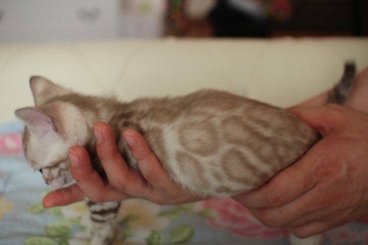실밍크 뱅갈고양이 남아 많이 컸습니다~ 관련 이미지 8