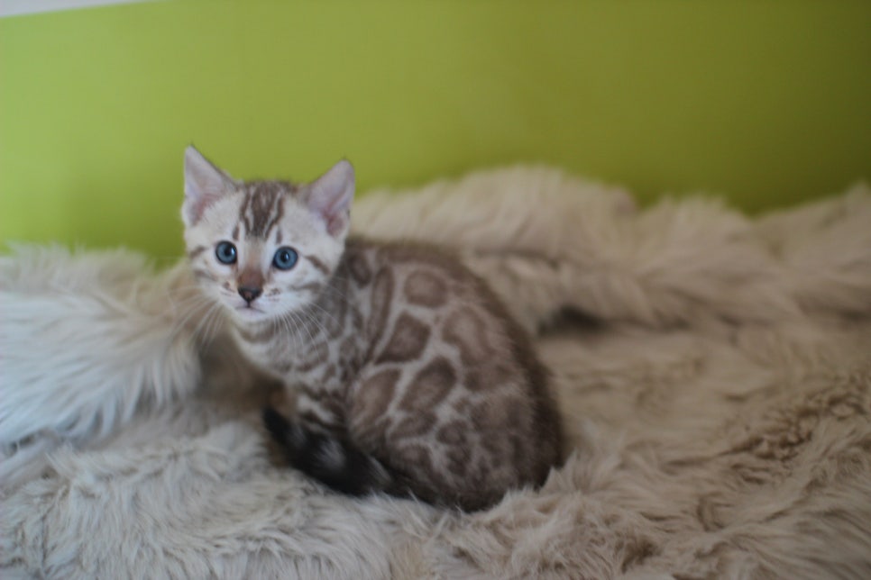 뱅갈고양이 분양 부티가 흘러요 흘러~ 관련 이미지 40