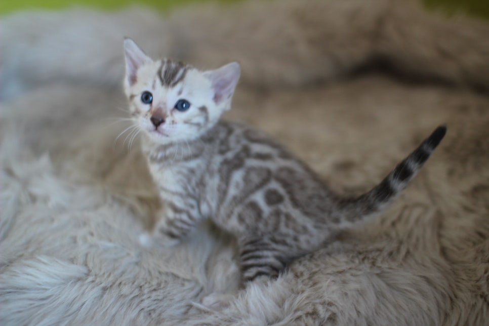 뱅갈고양이 분양 부티가 흘러요 흘러~ 관련 이미지 2