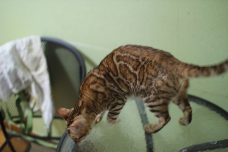뱅갈고양이 울피와 카이예요~ 관련 이미지 7