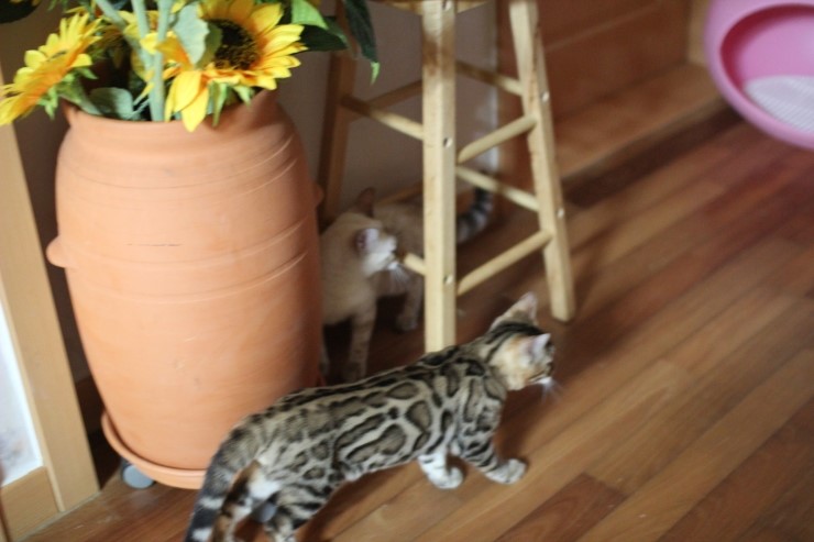 강아지 같은 성격에 뱅갈고양이 분양해요 관련 이미지 5