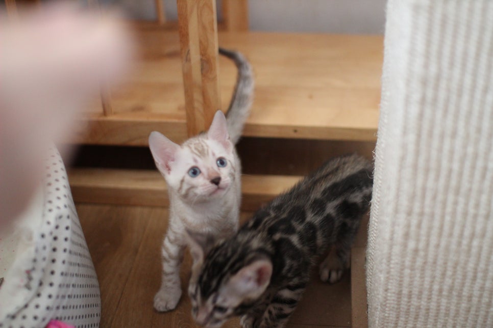 뱅갈고양이분양 요정 같나요? 관련 이미지 5