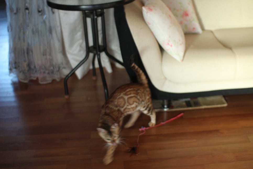 브라운 뱅갈고양이 스텔라 신났어요~ 관련 이미지 2