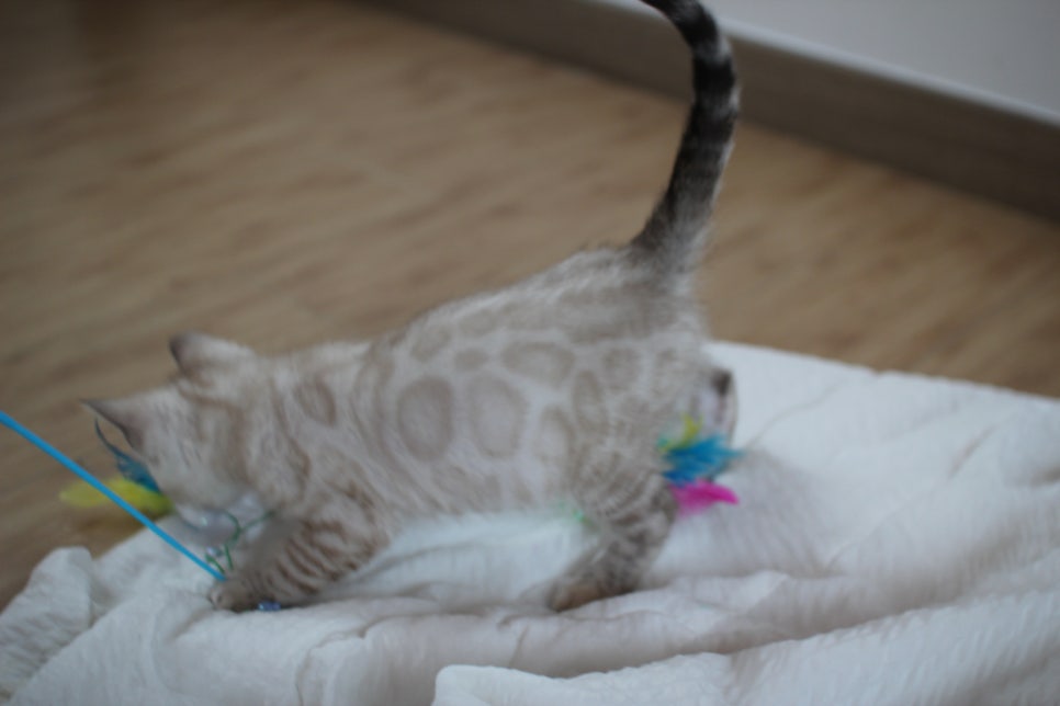 빅로젯 실밍크 뱅갈고양이 남아예요 관련 이미지 16