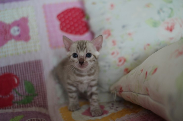 스노우뱅갈고양이 분양 벌써부터 개냥이야 관련 이미지 5