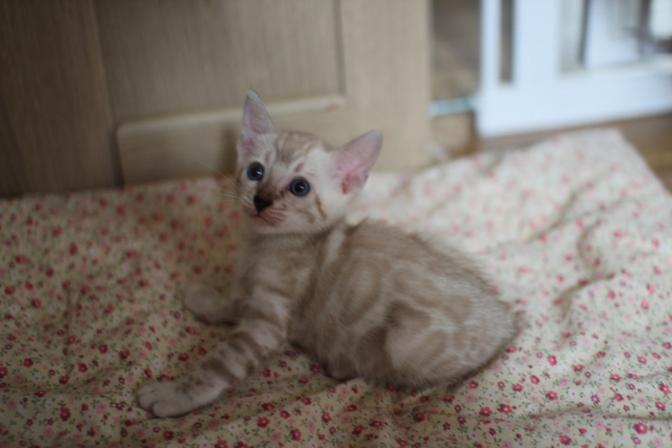 스노우뱅갈고양이 여아 분양해요~ 관련 이미지 10