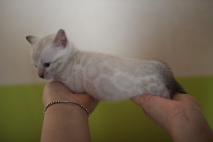 뱅갈고양이 분양 그냥 지나칠수 없을걸? 관련 이미지 14