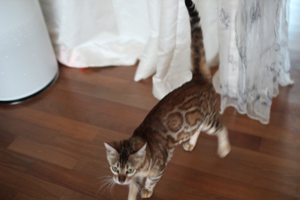 브라운 뱅갈고양이 스텔라 신났어요~ 관련 이미지 1