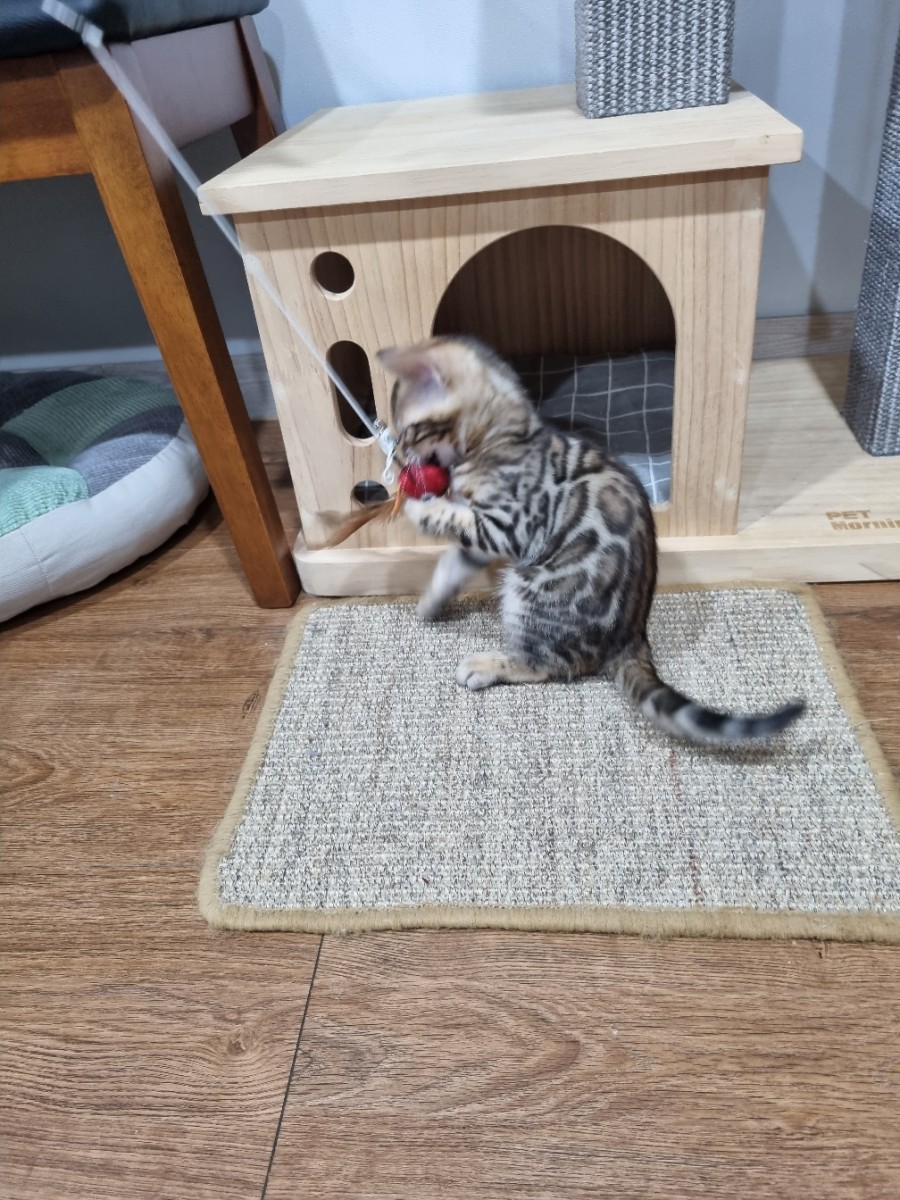 브라운 뱅갈고양이 여아 분양합니다~ 관련 이미지 5